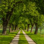 Kastanienallee