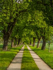 Kastanienallee