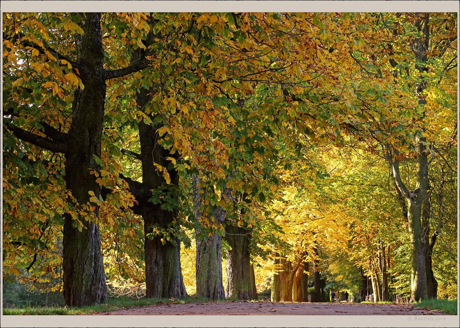 Kastanienallee Foto & Bild deutschland, europe, sachsen Bilder auf