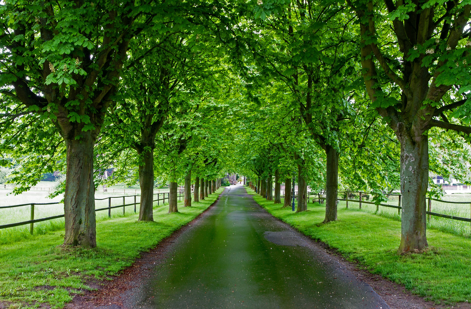 Kastanienallee