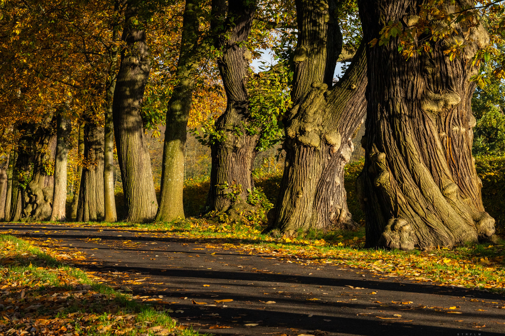 Kastanienallee