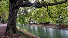 Kastanienallee am Kanal in Köln-Lindenthal