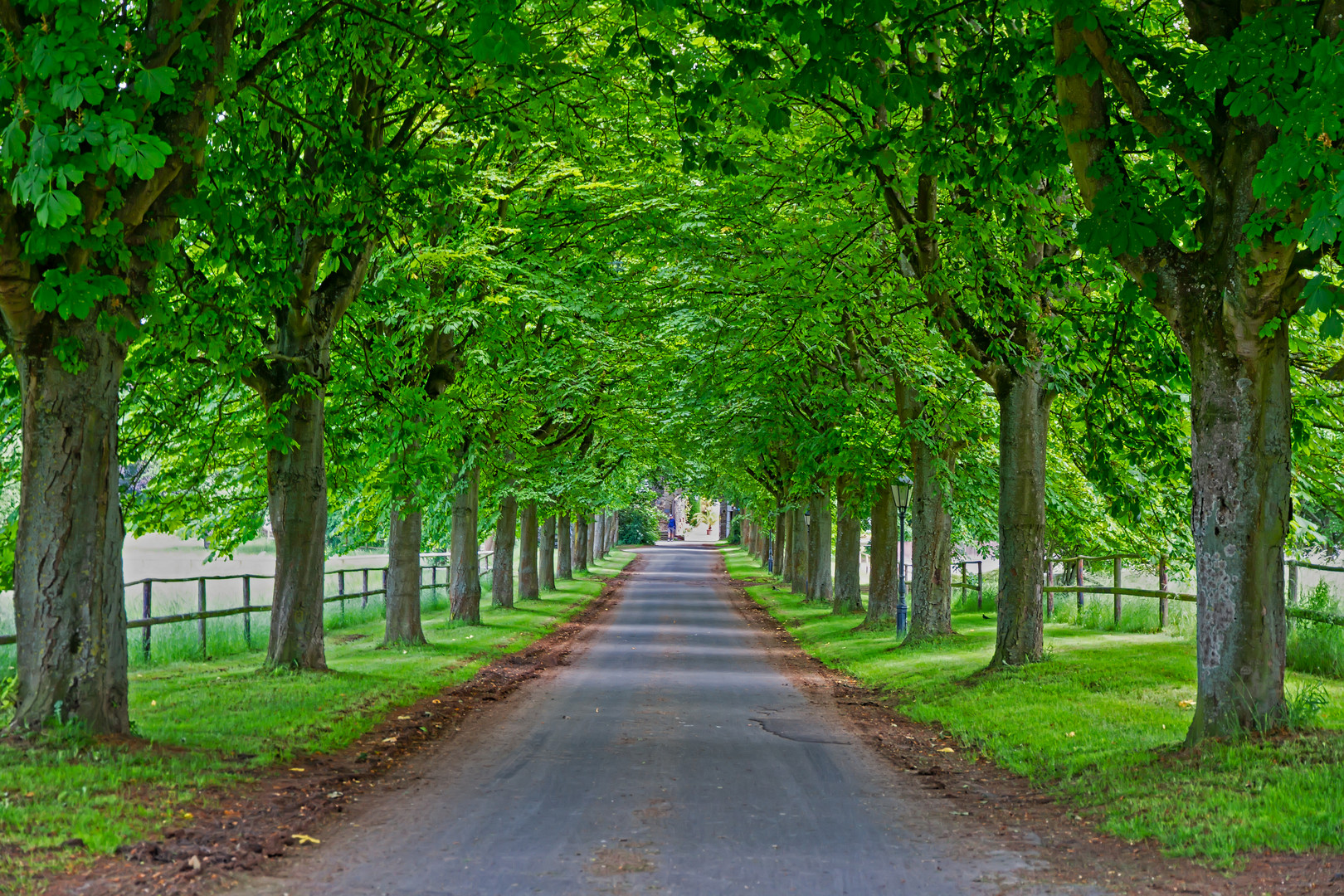 Kastanienallee auf dem Rodderberg