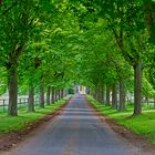 Kastanienallee auf dem Rodderberg