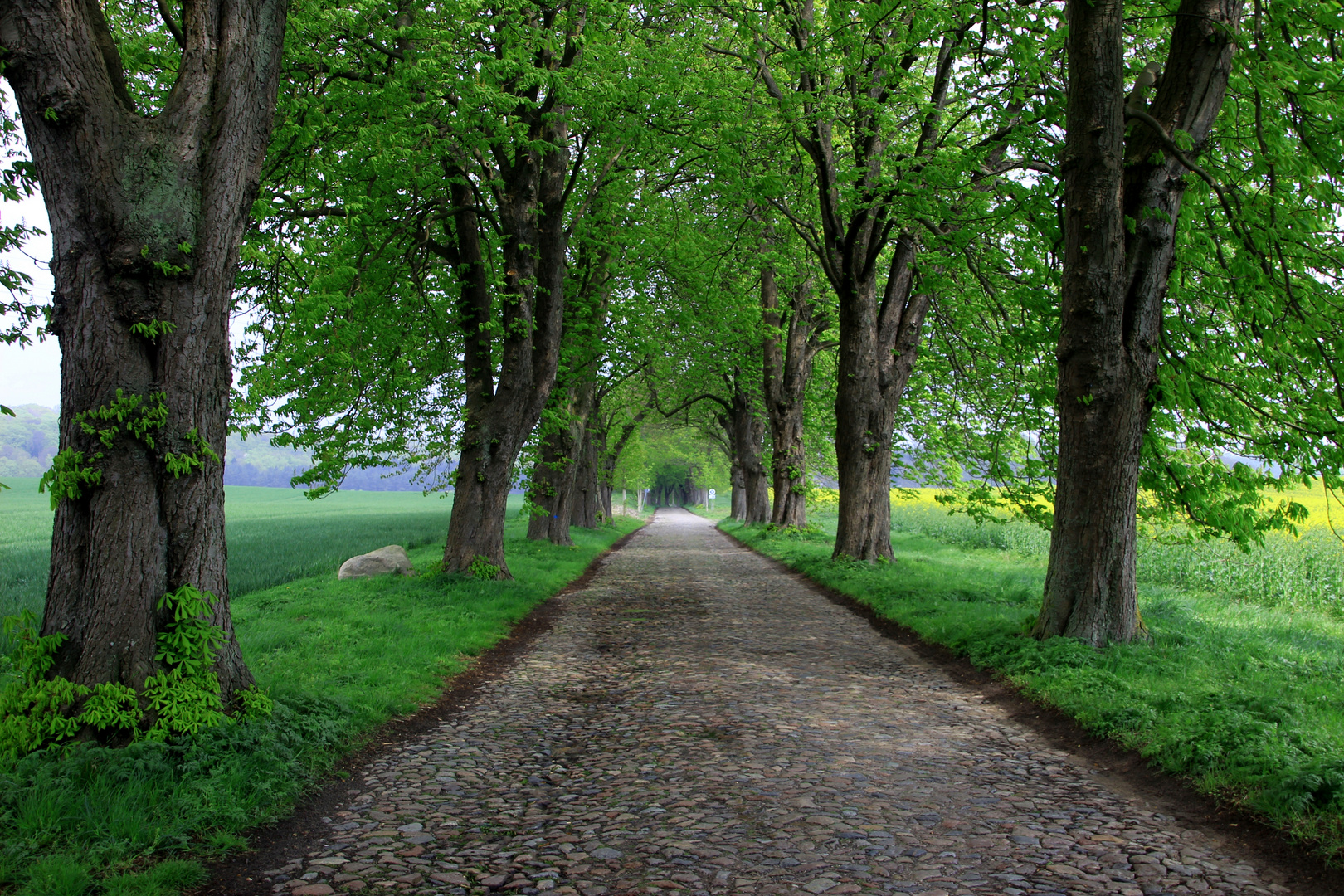 Kastanienallee auf Rügen