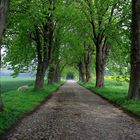 Kastanienallee auf Rügen