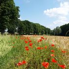 Kastanienallee bei Alt-Schwerin