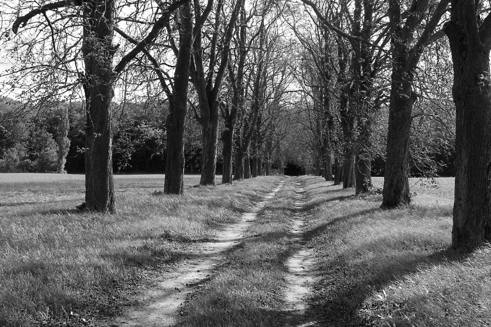 Kastanienallee bei Sauen in Brandenburg