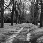 Kastanienallee bei Sauen in Brandenburg