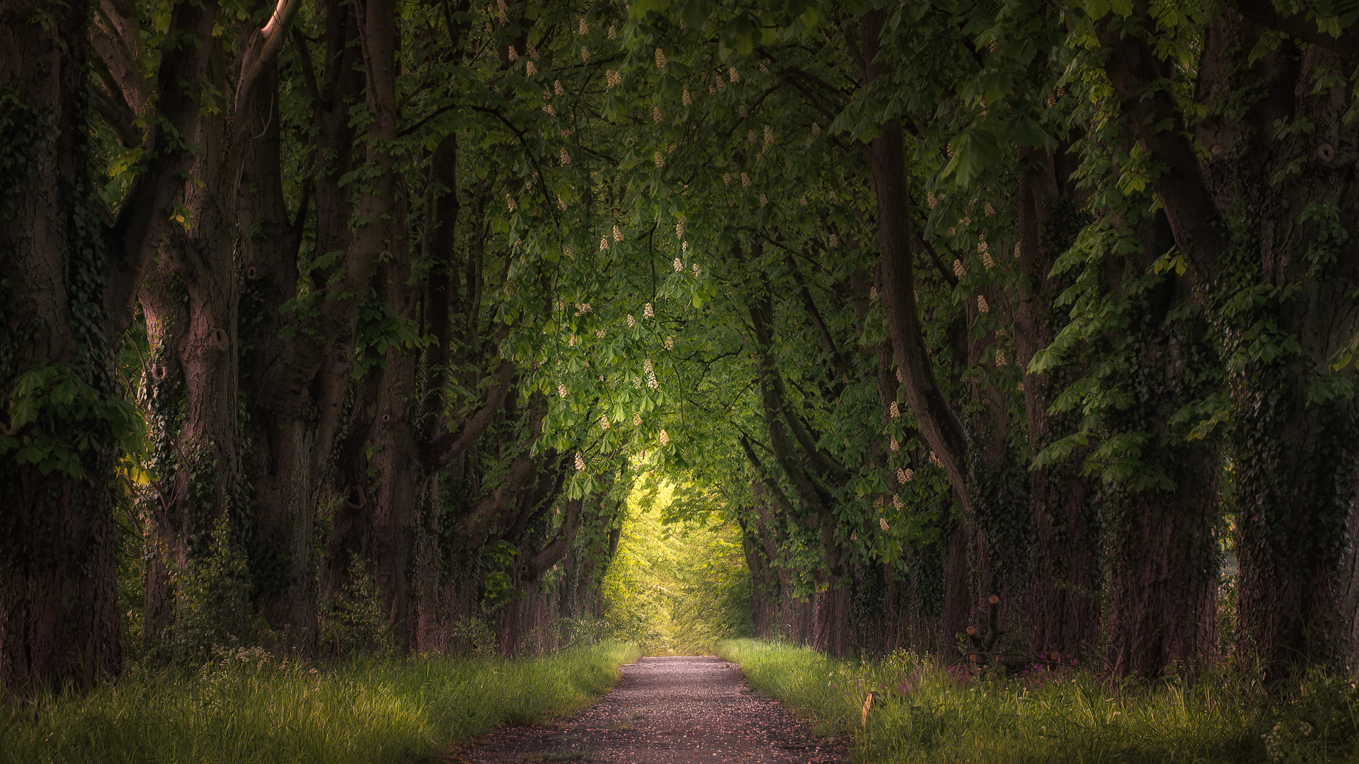 Kastanienallee