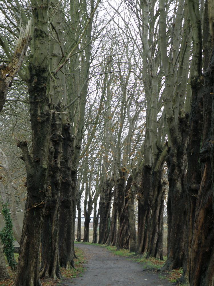 Kastanienallee