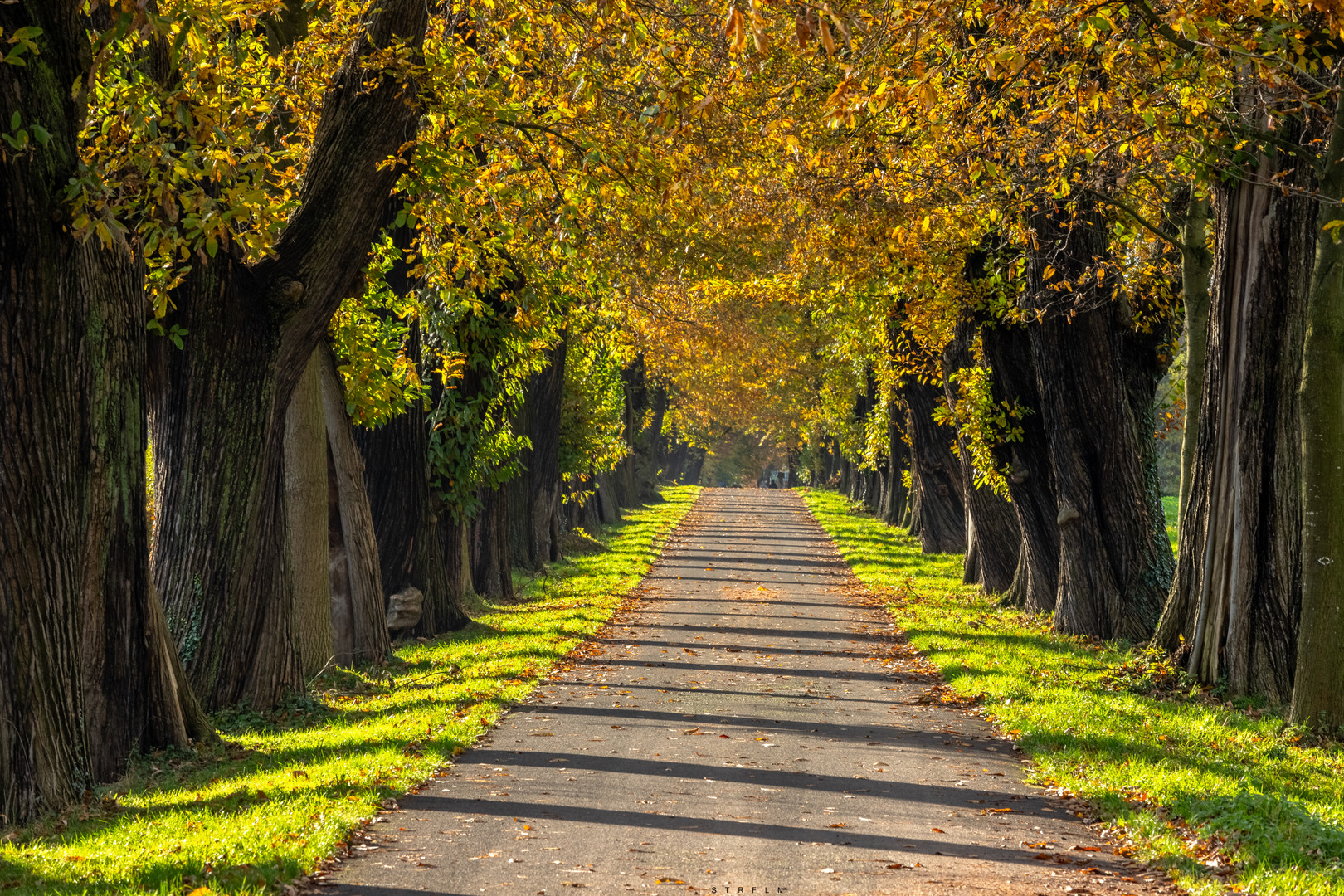 Kastanienallee