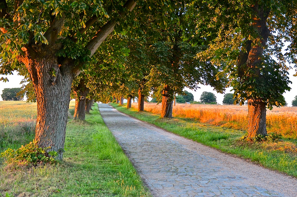 Kastanienallee im Abendlicht