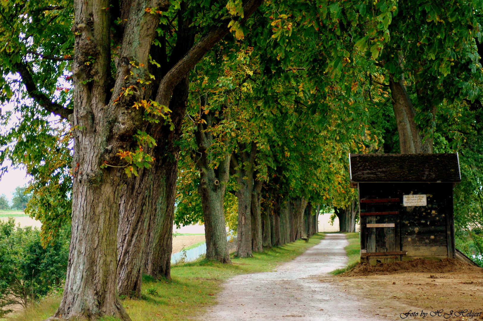 Kastanienallee im beginnenden Herbstkleid