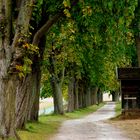 Kastanienallee im beginnenden Herbstkleid