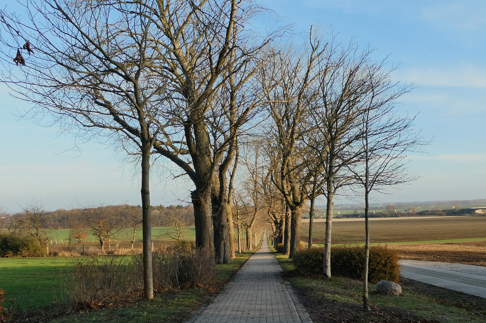 Kastanienallee im Dezember