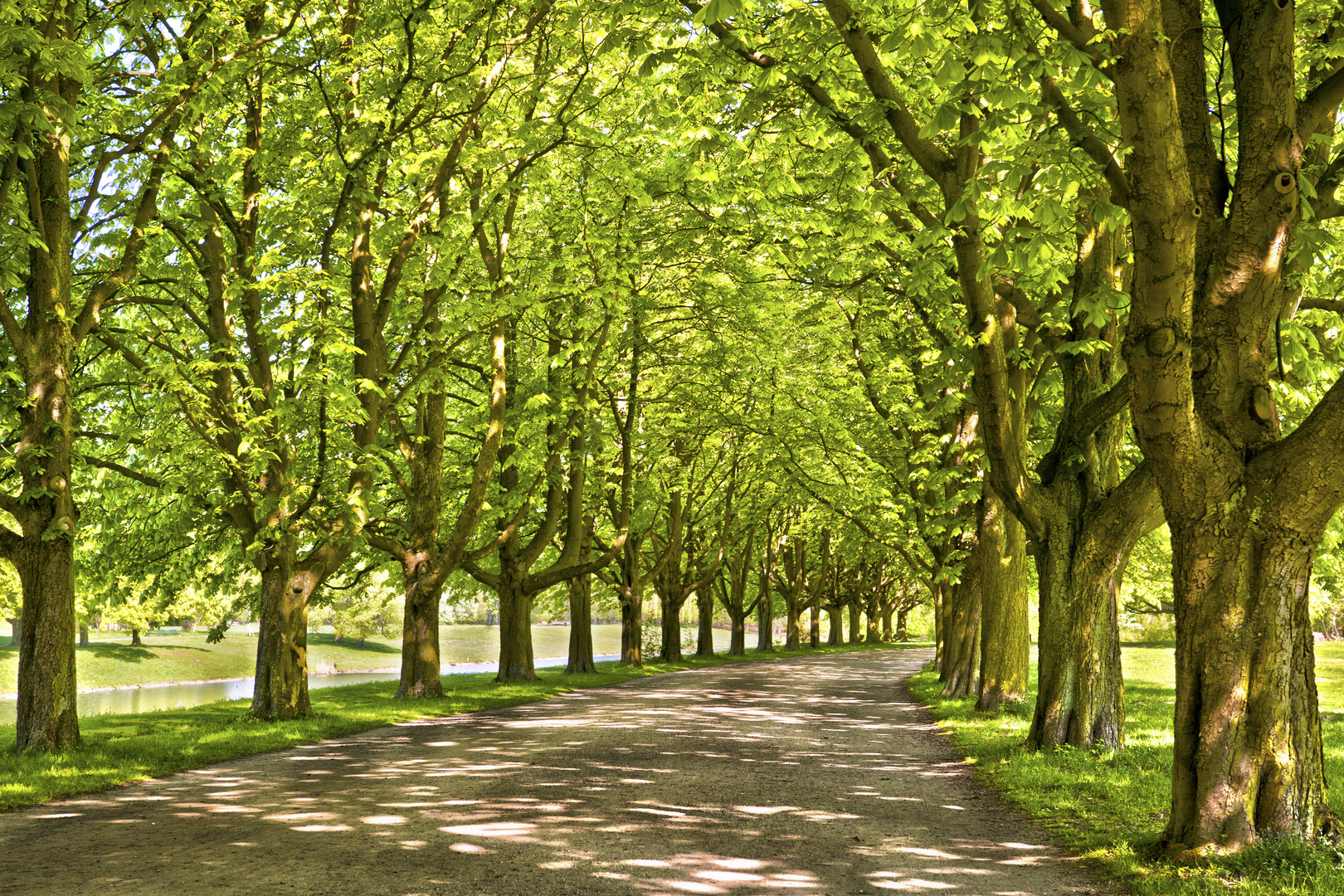 Kastanienallee im Frühling