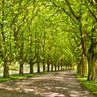 Kastanienallee im Frühling