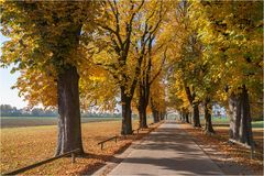 Kastanienallee im Herbst