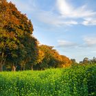 Kastanienallee im Herbstgewand