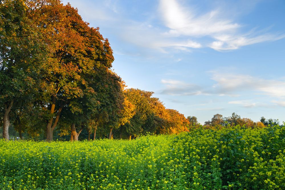 Kastanienallee im Herbstgewand