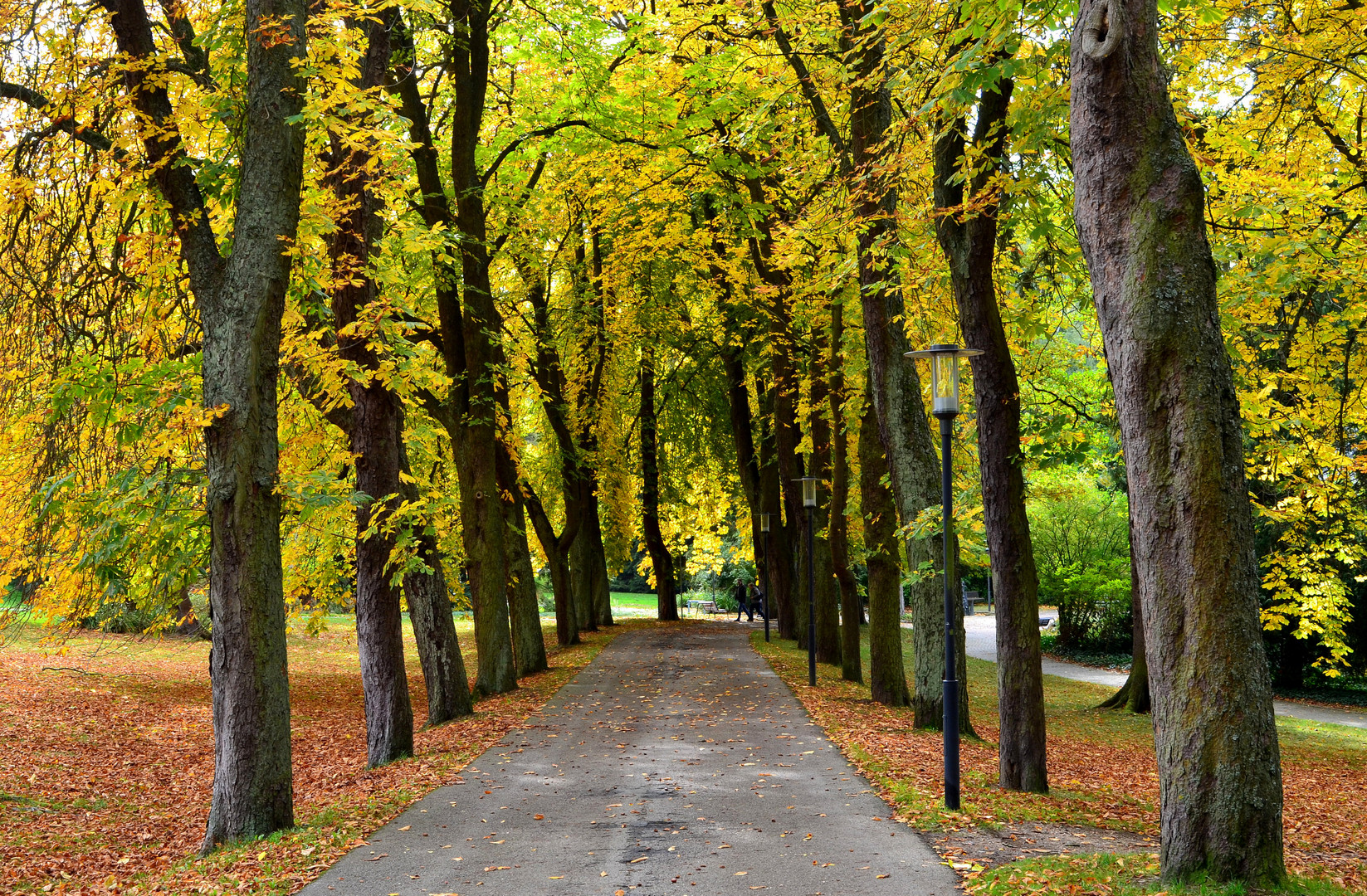 Kastanienallee im Herbstschmuck