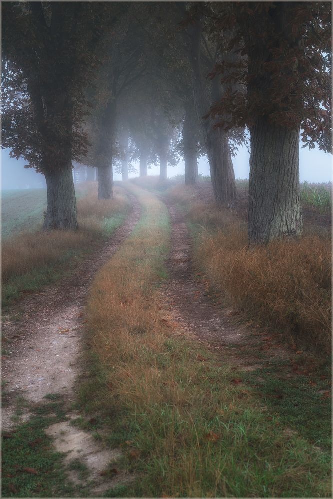 Kastanienallee im Nebel