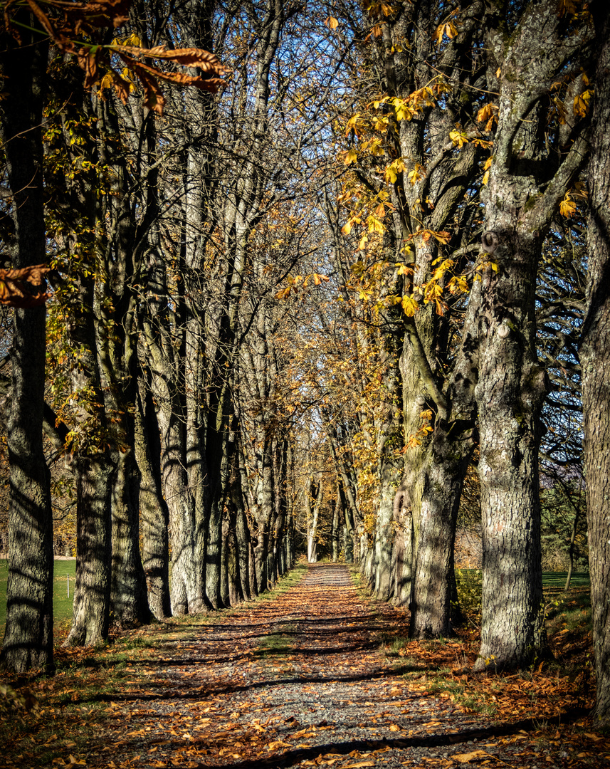 Kastanienallee im November