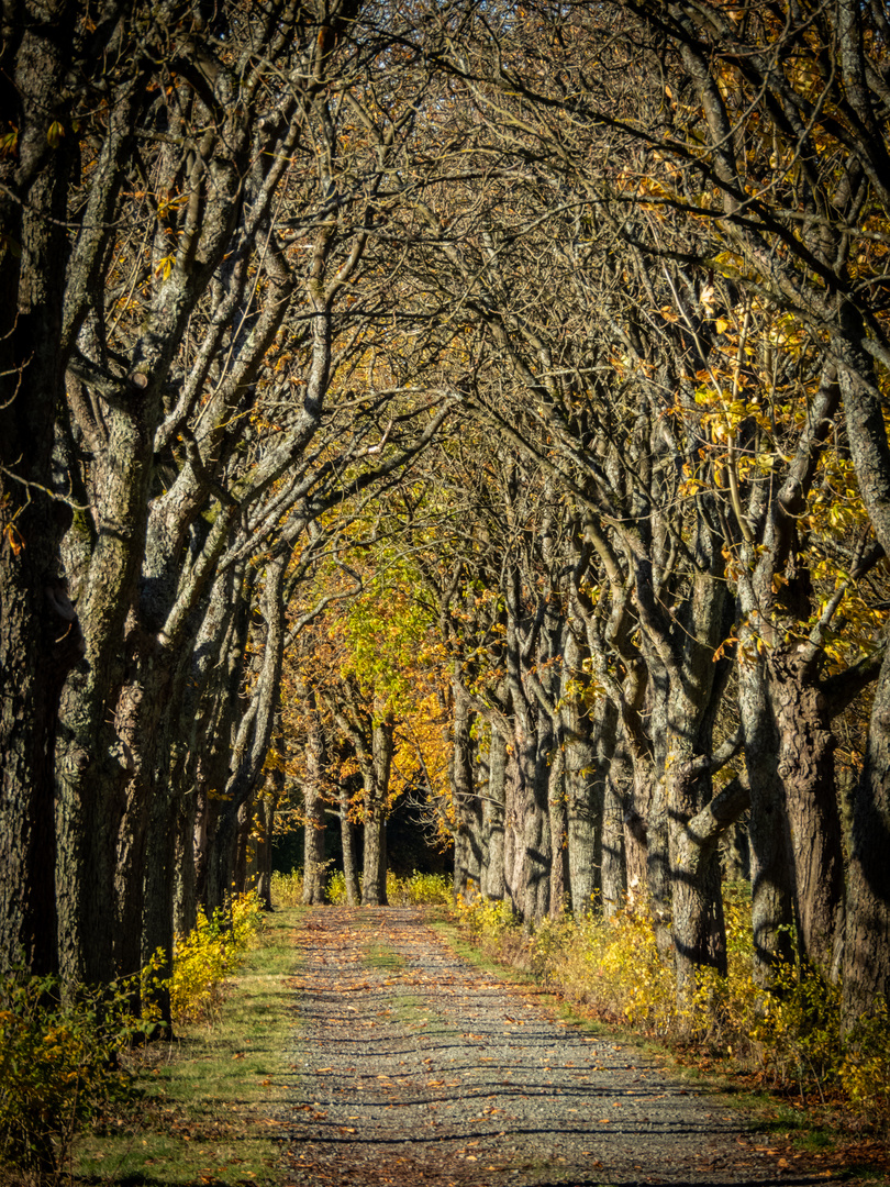 Kastanienallee im November