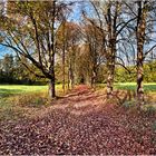 Kastanienallee im Schaumburger Wald ( 360° Pano )