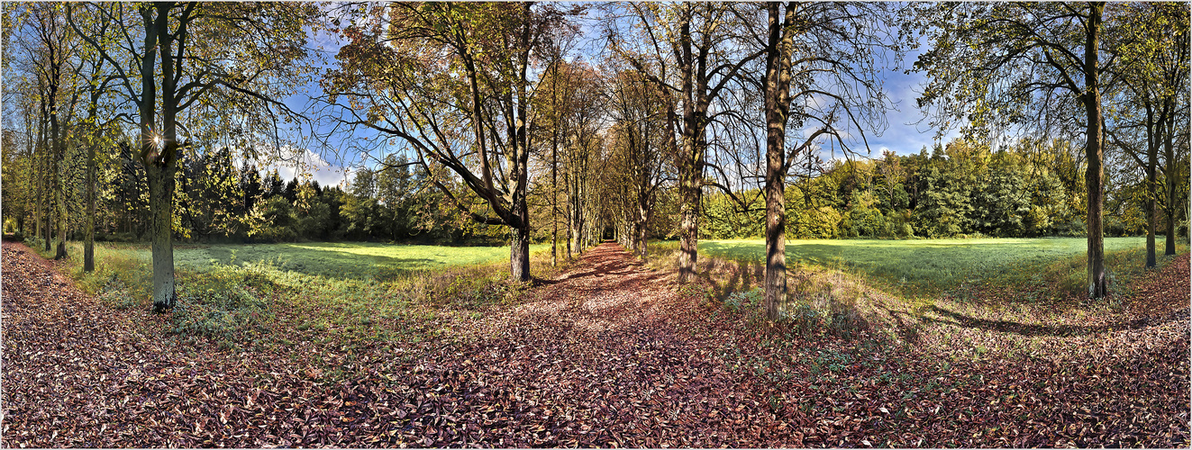 Kastanienallee im Schaumburger Wald ( 360° Pano )