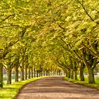 Kastanienallee im Spätsommer