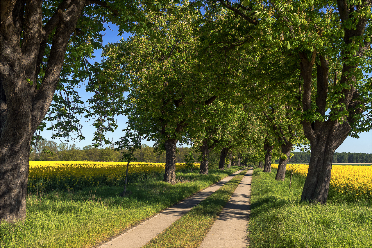 Kastanienallee – immer wieder gerne!