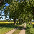 Kastanienallee – immer wieder gerne!