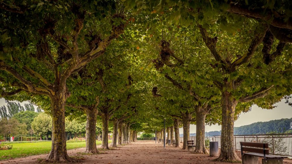 Kastanienallee in Worms an der Rheinpromenade 