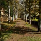 Kastanienallee mit Herbstzeitlosen