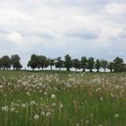 Kastanienallee versus Pusteblume