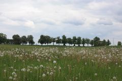 Kastanienallee versus Pusteblume