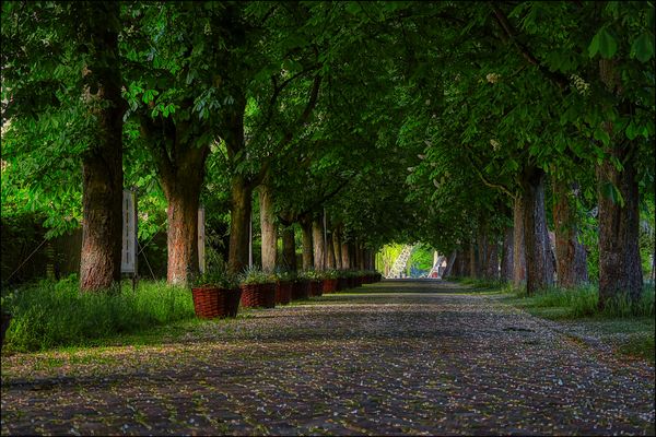 ....Kastanienbäume....