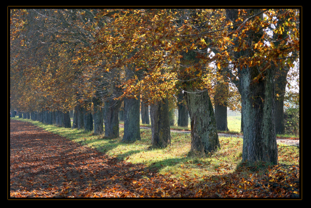 Kastanienbäume im Herbst Foto & Bild | jahreszeiten, herbst, natur ...