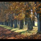 Kastanienbäume im Herbst