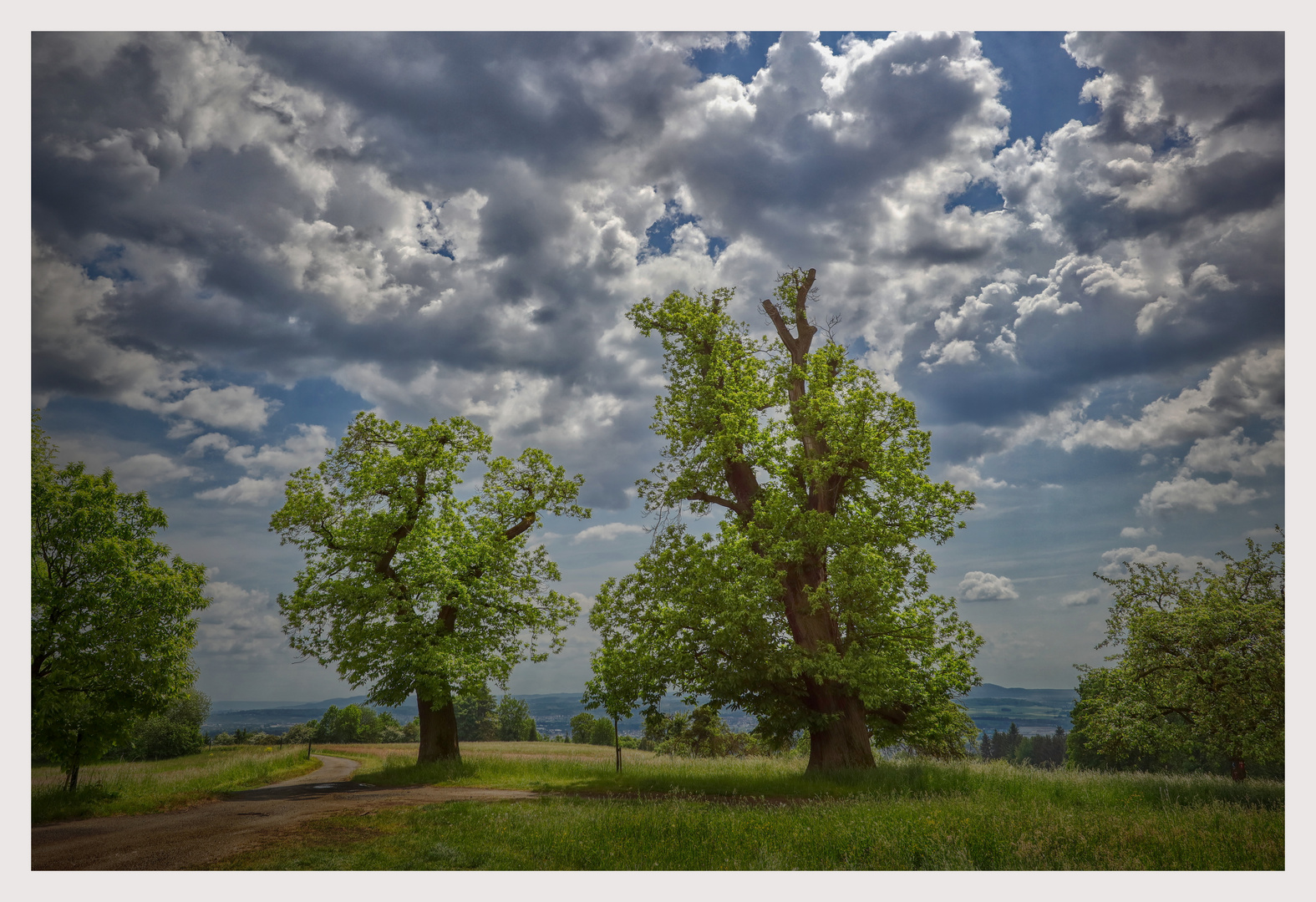 Kastanienbäume nach Regen 