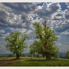 Kastanienbäume nach Regen 