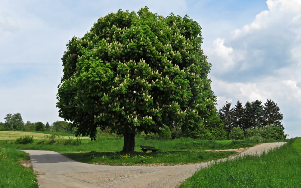 Kastanienbaum Foto & Bild | deutschland, europe, baden- württemberg