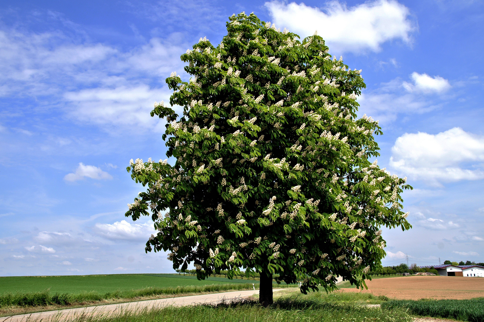 Kastanienbaum