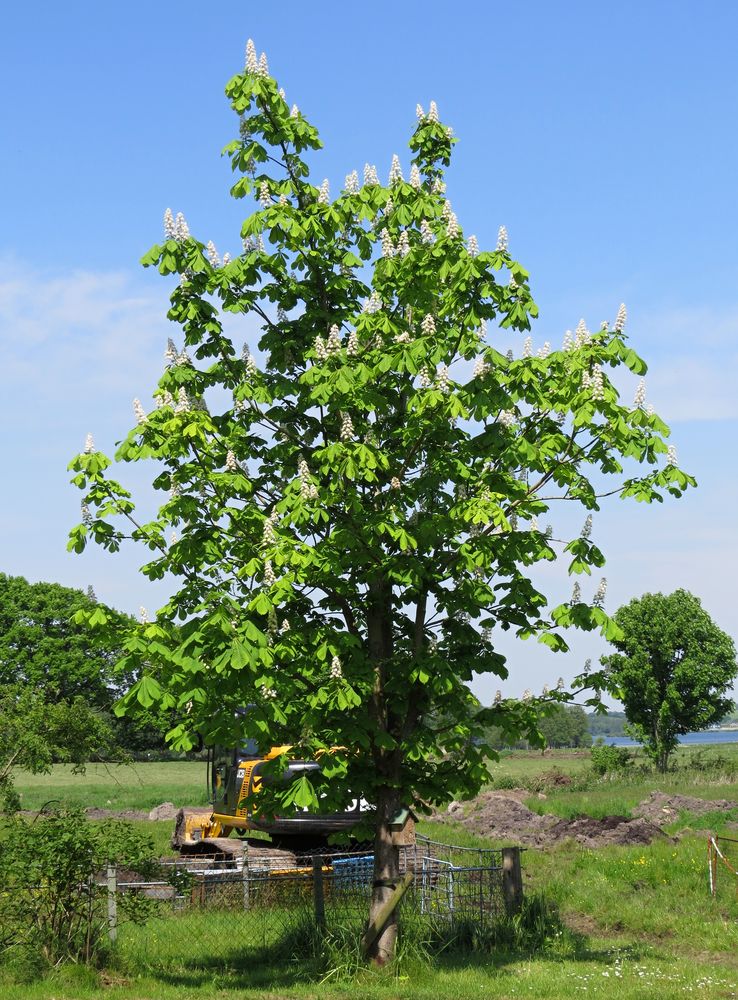 Kastanienbaum