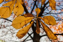 Kastanienbaum im Herbst