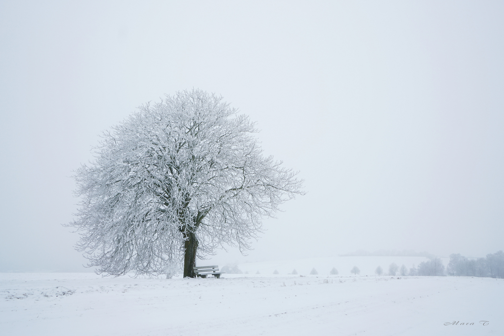 Kastanienbaum im Winter