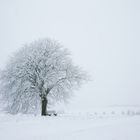 Kastanienbaum im Winter