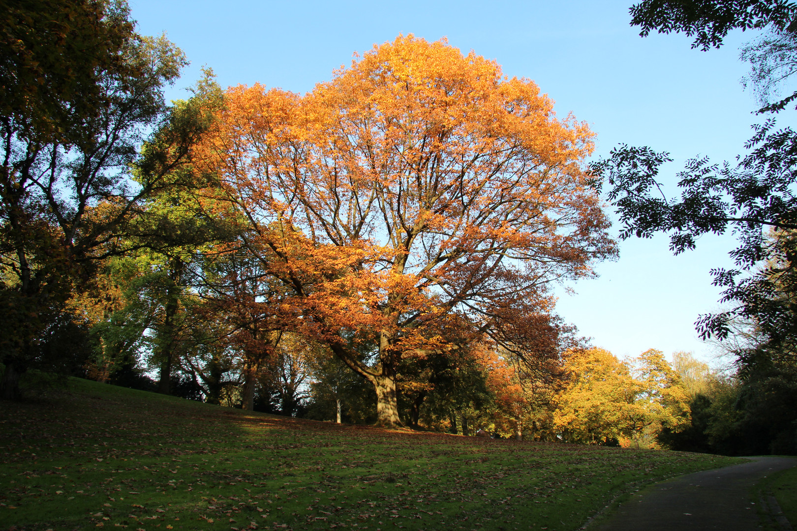 Kastanienbaum, Stadtgarten Essen Steele